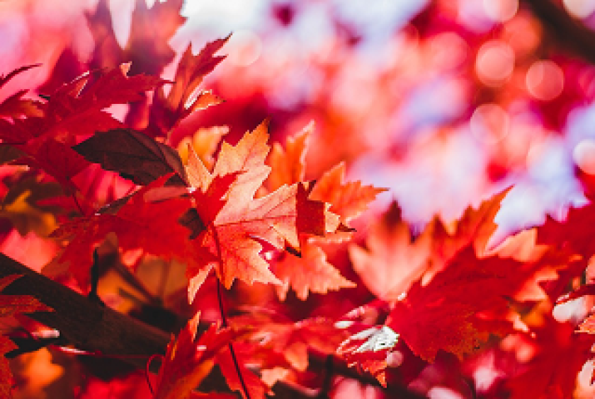 Maples leaves
