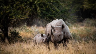 rhinos.jpg