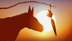 ANE - Carotte - soleil