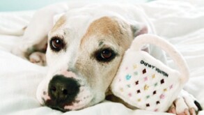 Chewy Vuiton handbag