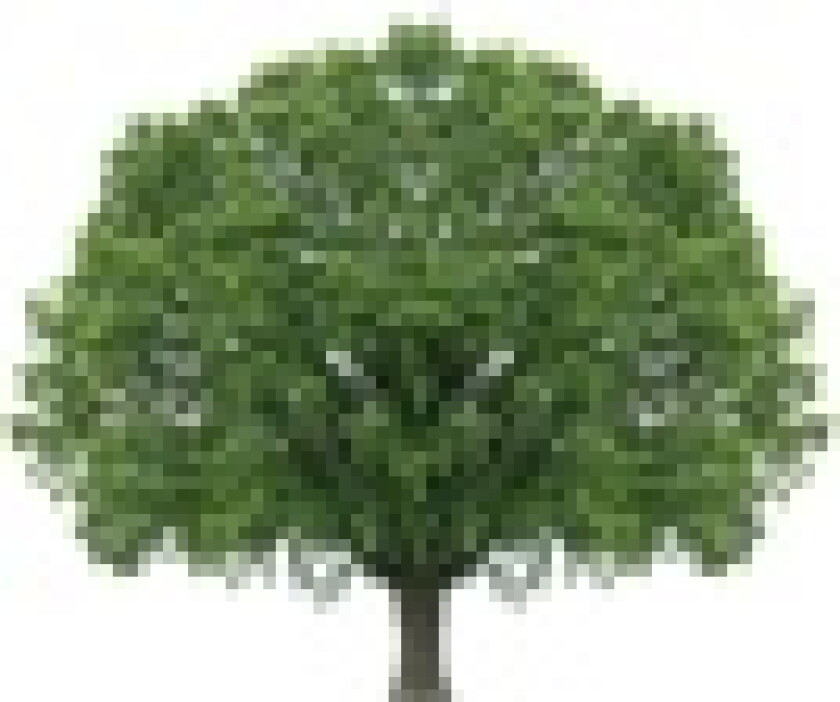 tree-67.jpg