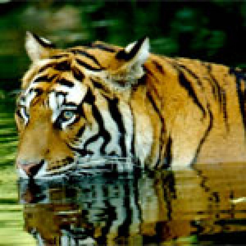 tiger-pic.jpg