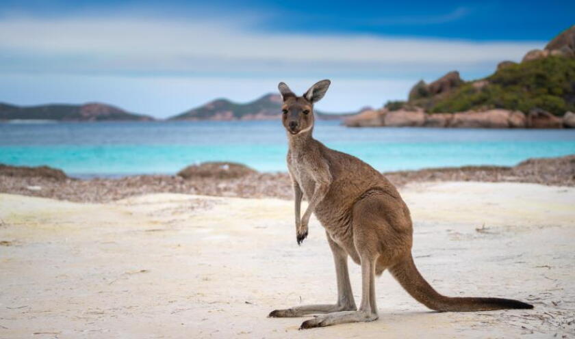 kangaroo.jpeg
