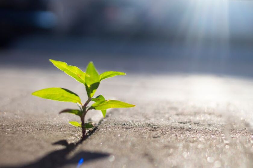 growth plant.jpeg