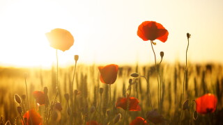 poppies-174276.jpg