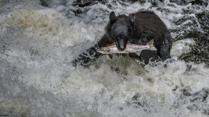 Alaska Black Bear with a salmon in his mouth in rapids