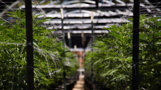 cannabisfarm.jpeg