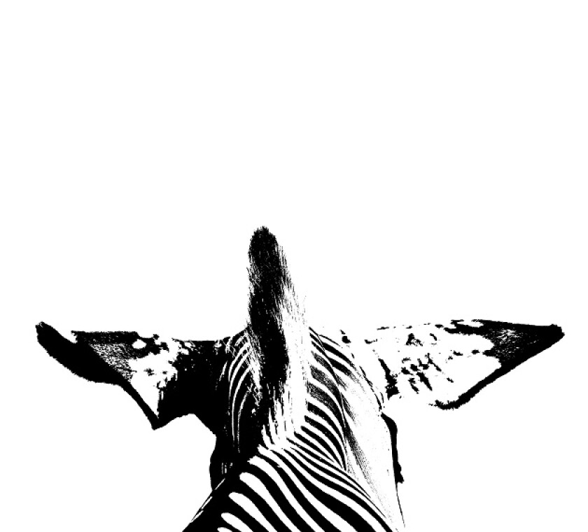AdobeStock_282651186_zebra 630 x 570