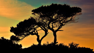 trees-1990939.jpg