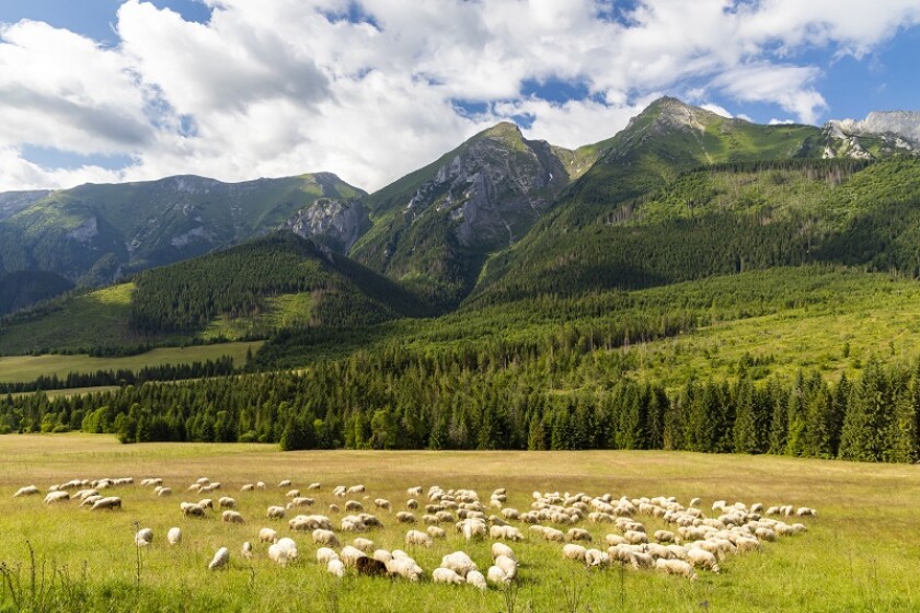 flock of sheep in Belianske tatras mountains, Slovakia