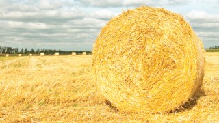hay.jpg