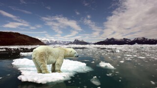 Polar Bear and global warming