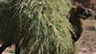 camel-thumb.jpg