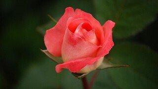 Hybrid rose