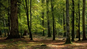 Woodland walk in the new forest in Autumn
