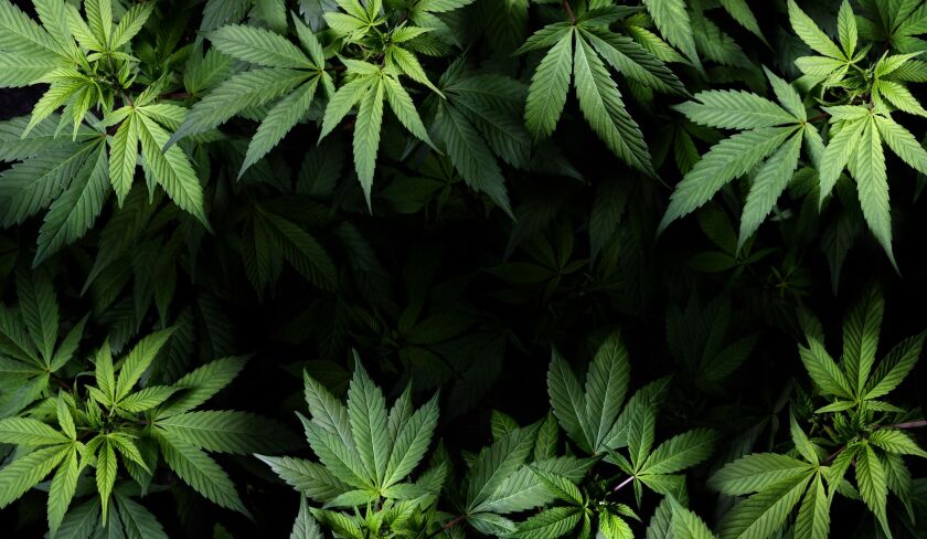 MedicalCannabis