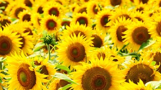 sunflower field background