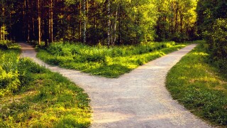 Divergence of directions. The wide path in the park is divided into two trails.