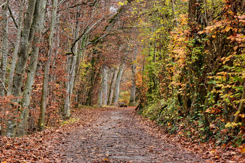 autumn-5781909.jpg