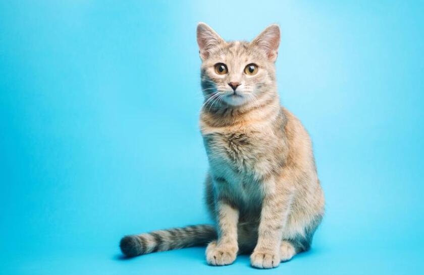 adobestock-324008934.jpeg