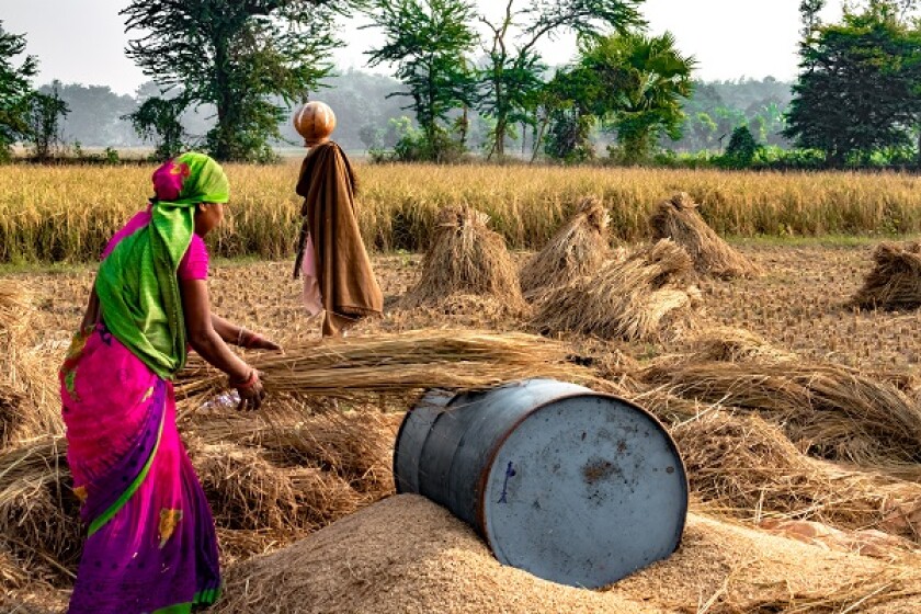 Hard Working Indian Woman Farmer wearing Saree, and working in h