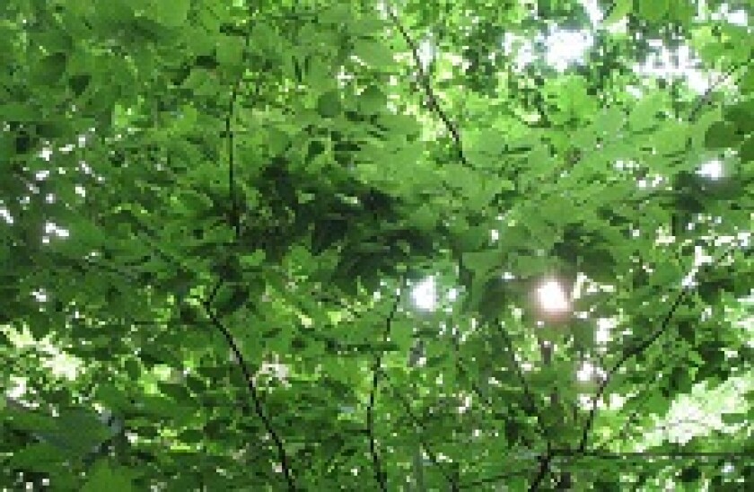 green-bonds.jpg