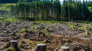 Pine forest pach exploitation
