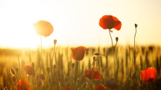 poppies-174276.jpg