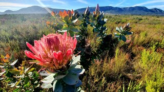 Protea in the forefront of a South African landscape