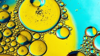 WMSB is a company principally engaged in trading of edible oil products