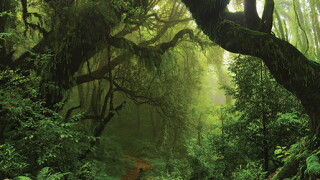 jungle