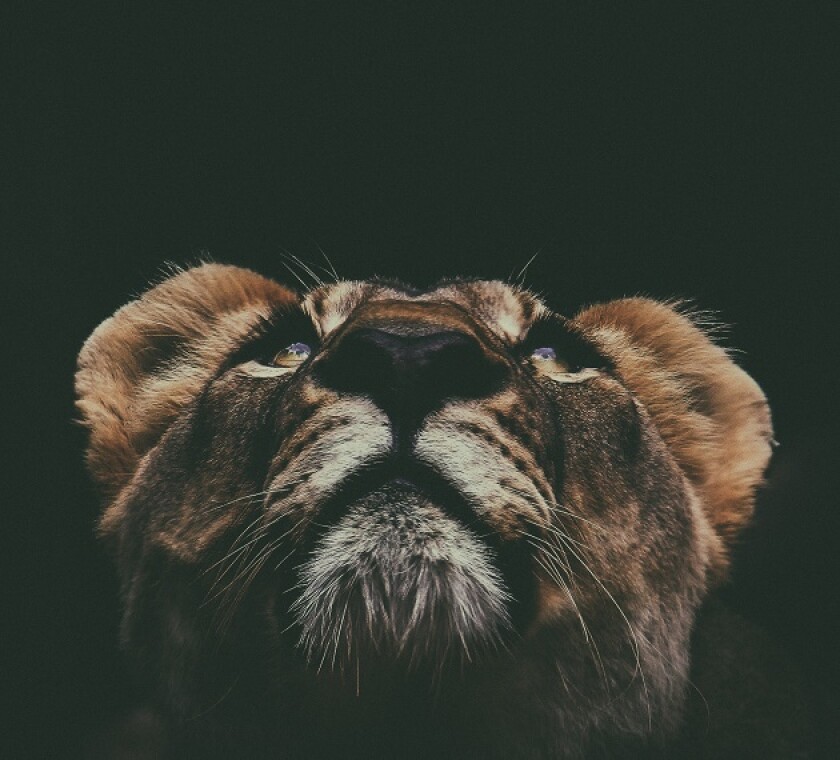 SARS appoints new commissioner