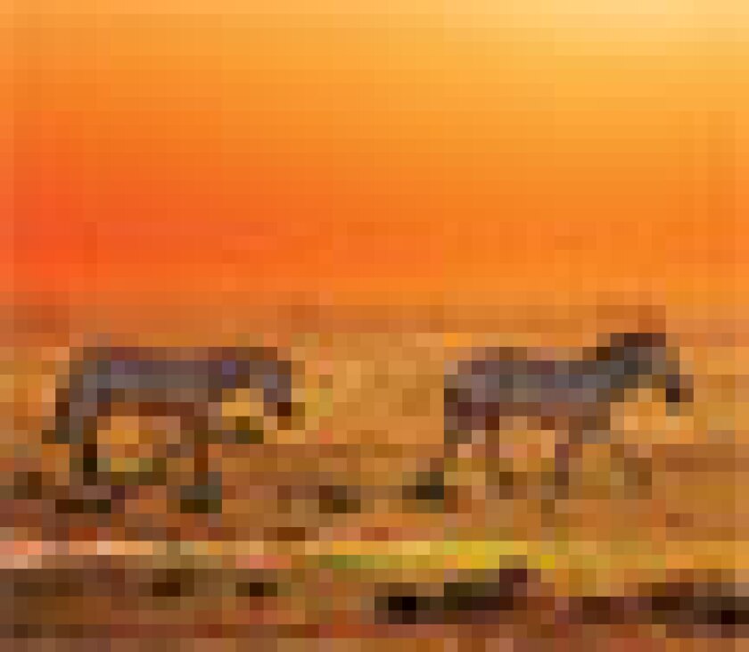 cover-puff.jpg