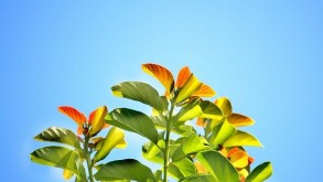 The crisis could trigger the growth of environmental tax policy