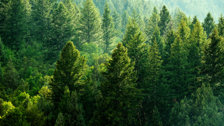 forest.png