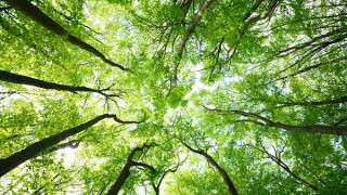 Tree canopies