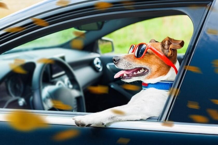 dogdrivingcover.jpg