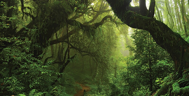 jungle.jpg