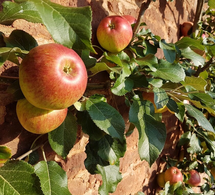 ECJ's ruling on Spanish state aid case offers clues to Apple