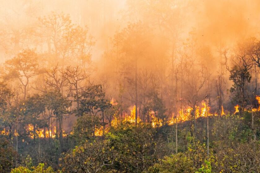 burningforest.jpeg