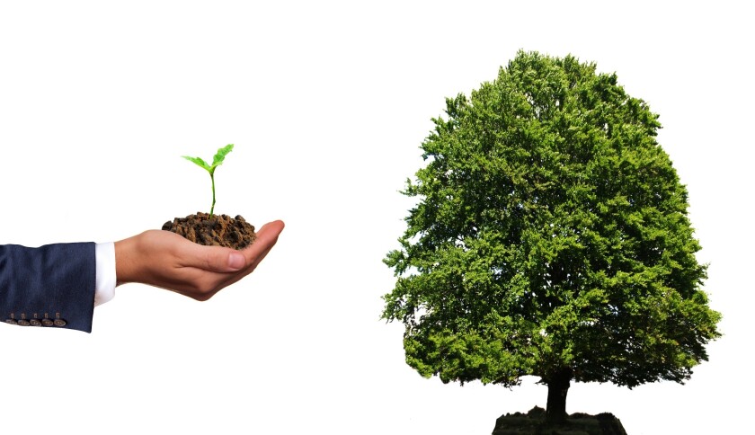 plant-4159065.jpg