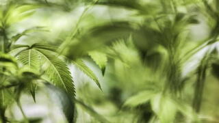 weed.jpg