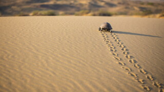 The Path of Turtle