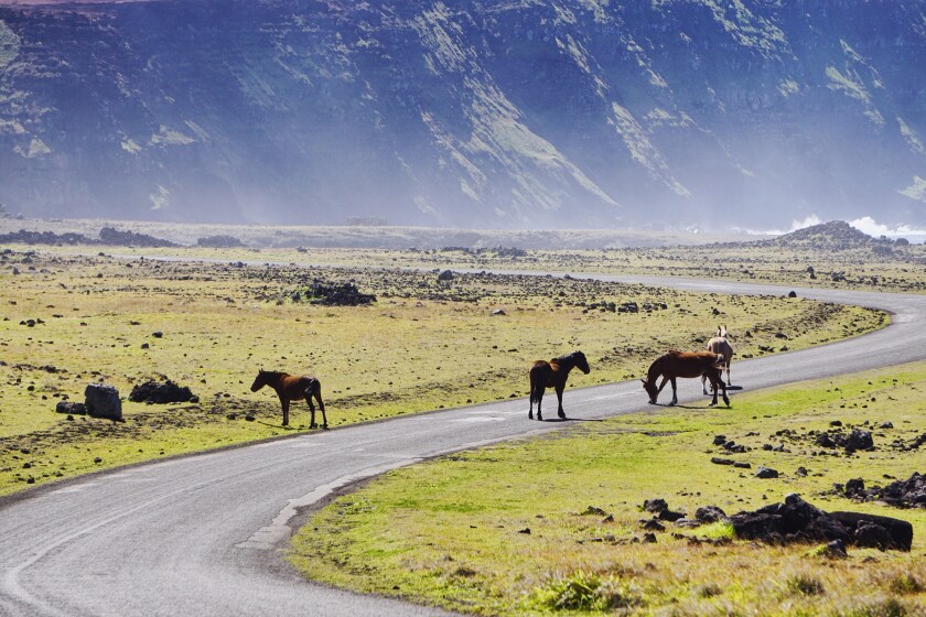 horses-3723666.jpg