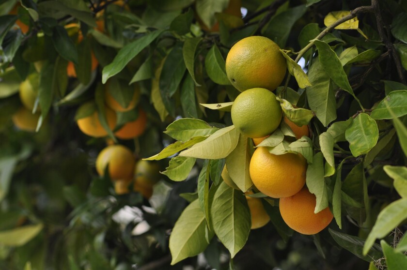 oranges-4566275.jpg