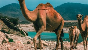 Will GCC countries work together or take separate paths to VAT?