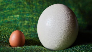 eggs