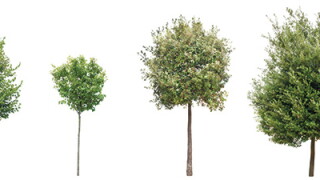 trees.jpg