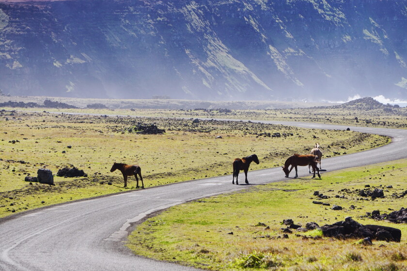 horses-3723666.jpg