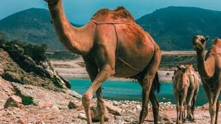 Will GCC countries work together or take separate paths to VAT?